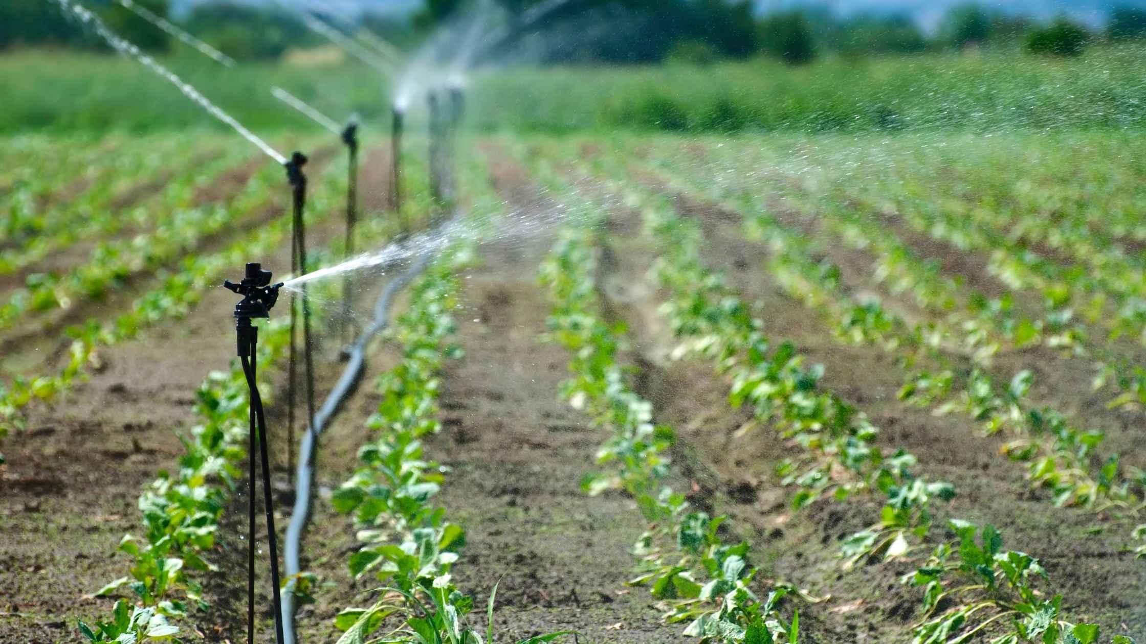 Irrigation Inspections: Guide, Checklists & Reports for Pros