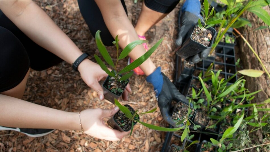 tree planting for sustainable operations